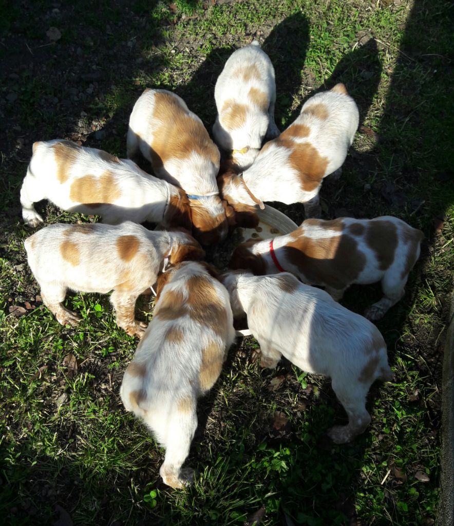 chiot Epagneul Breton Du Plateau De La Serre