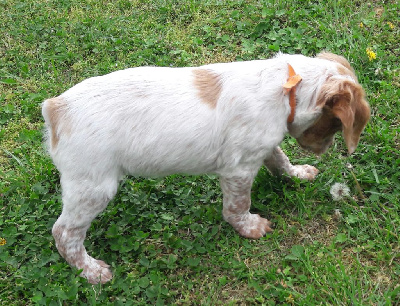 CHIOT Collier Orange (TOSCANE)