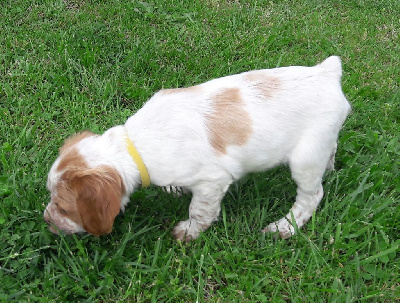 CHIOT Collier jaune (TALYA)