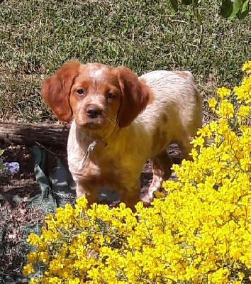 CHIOT Collier Blanc (TIANA)