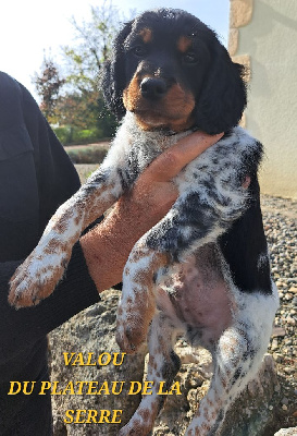 CHIOT 2 - VALOU - Noir/Bl/Tricolore