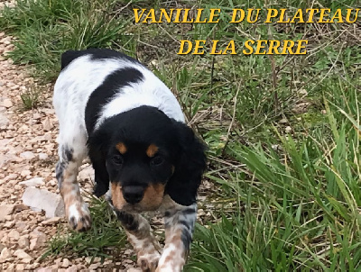 CHIOT 5 - VANILLE - Noir/Bl/Tricolore