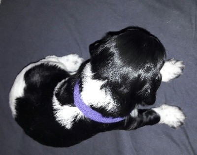 CHIOT Collier violet (SHANELLE)