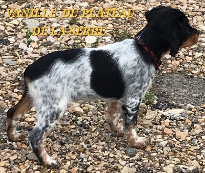 CHIOT 5 - VANILLE - Noir/Bl/Tricolore