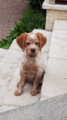 CHIOT Collier Orange (TOSCANE)