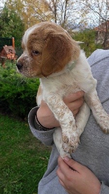 CHIOT Collier Turquoise (SASHA) née anoure