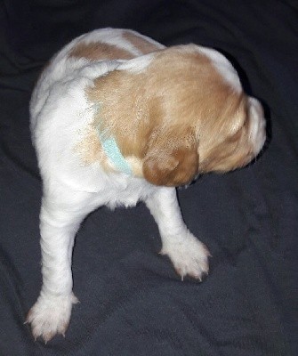 CHIOT Collier Turquoise (SASHA) née anoure