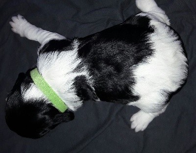 CHIOT Collier vert (SALLY)