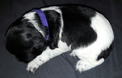 CHIOT Collier violet (SHANELLE)