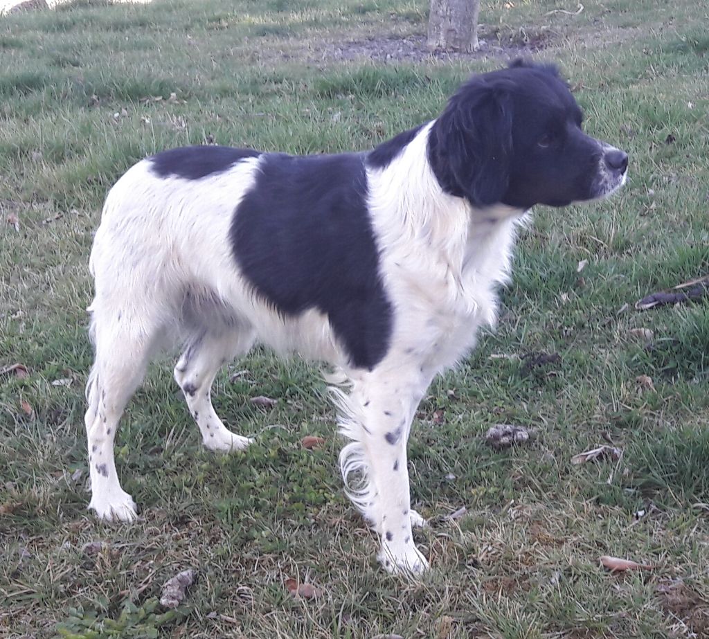 Nickie Des Sources De La Margeride