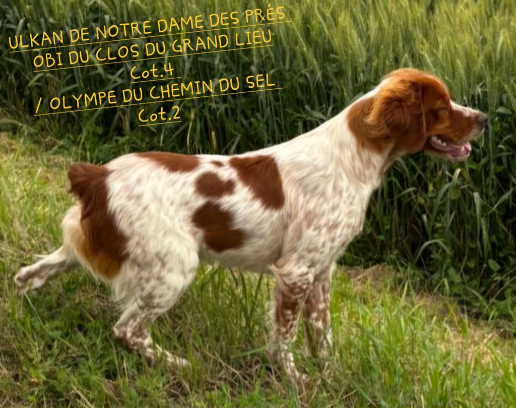 Ulkan de notre dame des pres