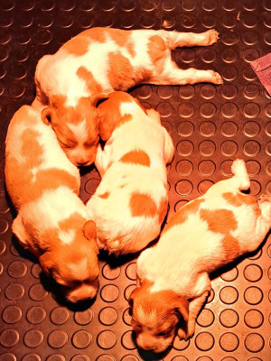 CHIOT 3 (Bella) Or/Bl